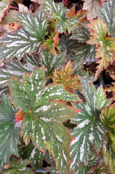 B. ‘Lady Hoskins’